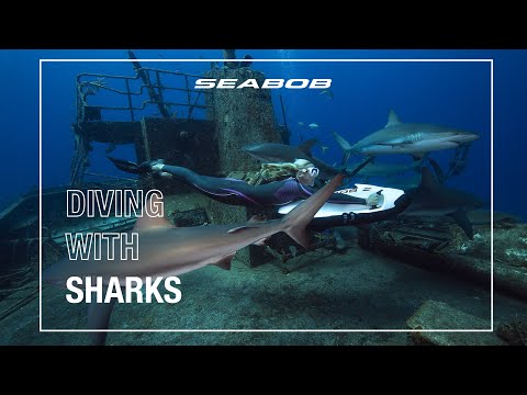 Do Electric Scooters Attract Sharks? | SEABOB
