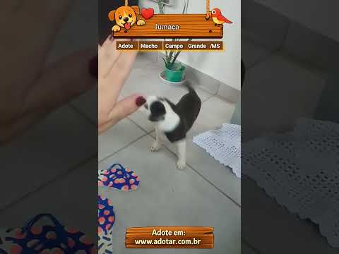 Vídeo de fumaça