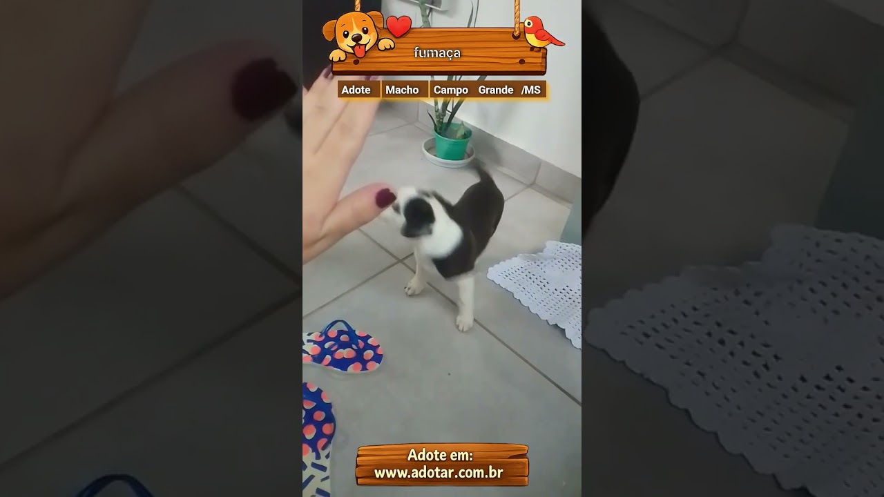 Cachorro raça SRD-ViraLata idade 2 a 6 meses nome fumaça