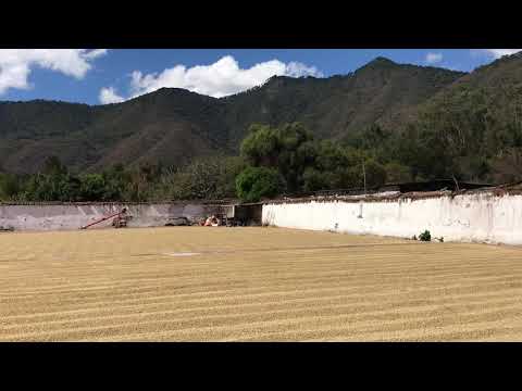 Поездка на Кофейные Плантации Антигуа , Гватемала. 16 января 2020 г