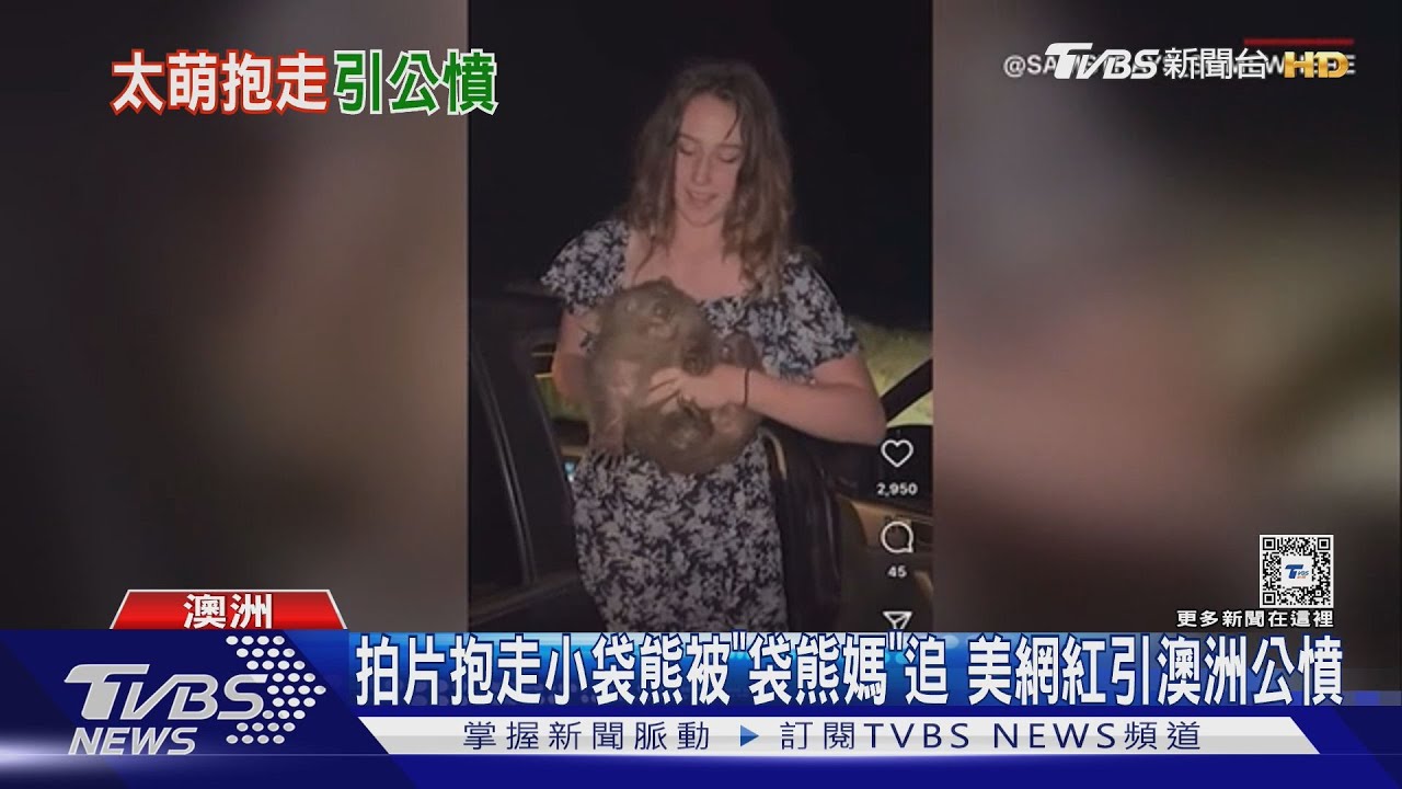 拍片抱走小袋熊被「袋熊媽」追　美網紅引澳洲公憤