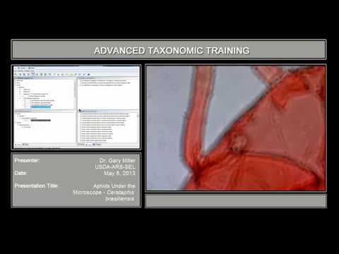 Aphids under the microscope – <em>Cerataphis brasiliensis</em>
