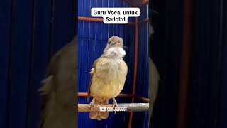 Download lagu CUCAK JENGGOT GURU VOKAL MASTERAN WAJIB MURAI BATU !!! mp3 Download lagu CUCAK JENGGOT GURU VOKAL MASTERAN WAJIB MURAI BATU !!! mp3