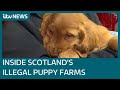 Inside Scotland S Battery Farms Where Puppies Are Exploited By Criminals For Cash ITV News