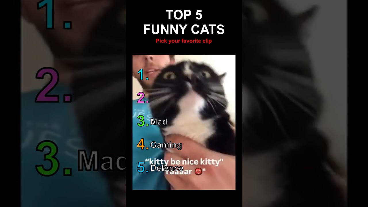 TOP 5 FUNNY CAT MOMENTS😹 #funnycats