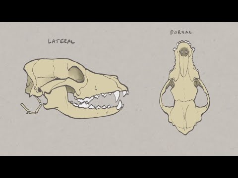 VNatomy - Canine Skull overview