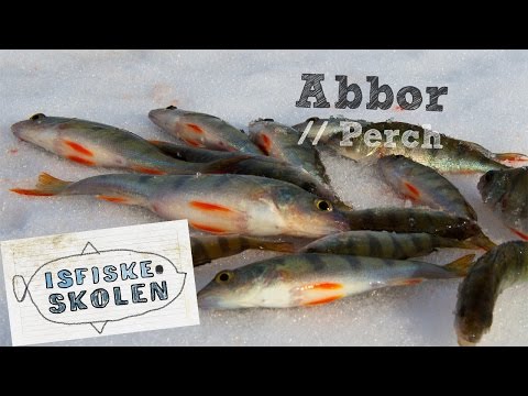 Isfiskeri efter aborrer med balancepirk