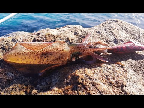 SQUID ROCK FISHING - GRILLED SCORED CALAMARI - CATCH AND COOK (New Squid Rod)