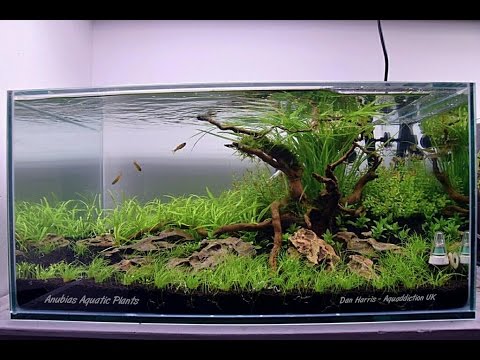 Aquascape - "New Beginnings" - Step by Step - Aquascaped by Dan Harris #PoweredByAnubias