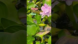 Download lagu primadona desa, Rhoma irama mp3