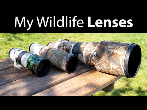 Wildlife Photography Lenses: EF 300mm f/4, EF 400mm f/5.6, EF 500mm f/4 (My Lens Evolution)