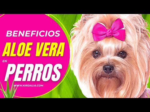 Beneficios del ALOE VERA en perros
