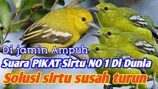 Download lagu suara pikat sirpu Ribut kejepit Audio jernih anti zonk ✅✅✅ mp3 Download lagu suara pikat sirpu Ribut kejepit Audio jernih anti zonk ✅✅✅ mp3
