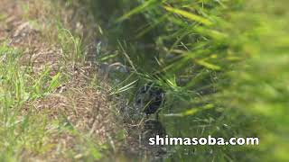遠征ジシギ合宿で念願のオオジシギ!!(動画あり)