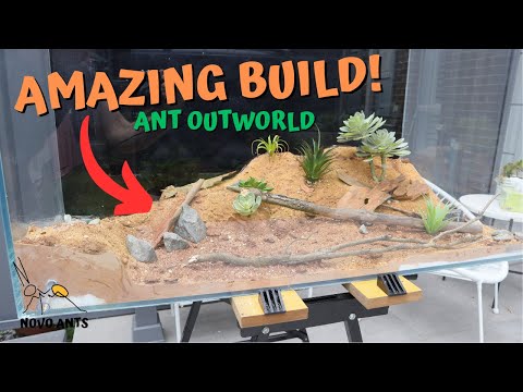 Epic new bull ant outworld build - ant keeping
