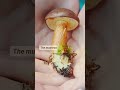 Mushroom Magic: Tiger Milk Mushroom and Its Potent Health Benefits #shorts #health #siestaatofu