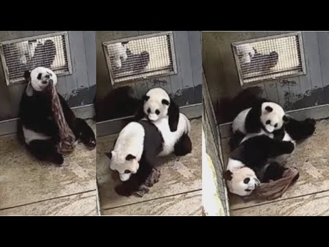 2021-09-08 Xiao Qi Ji ~ Whoa! Momma Mania for Scented Material!