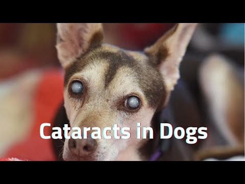 cataracts in dogs causes diagnosis and treatment