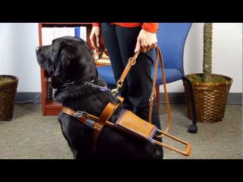 ジルと盲導犬 (Jill and her Guide Dog)