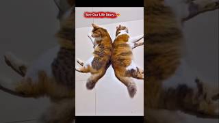 Twins Life Story...😻😹🐾️ #shortsfeed #cat #lifestyle #story #cute #short #ytshort #catlovers #catsof