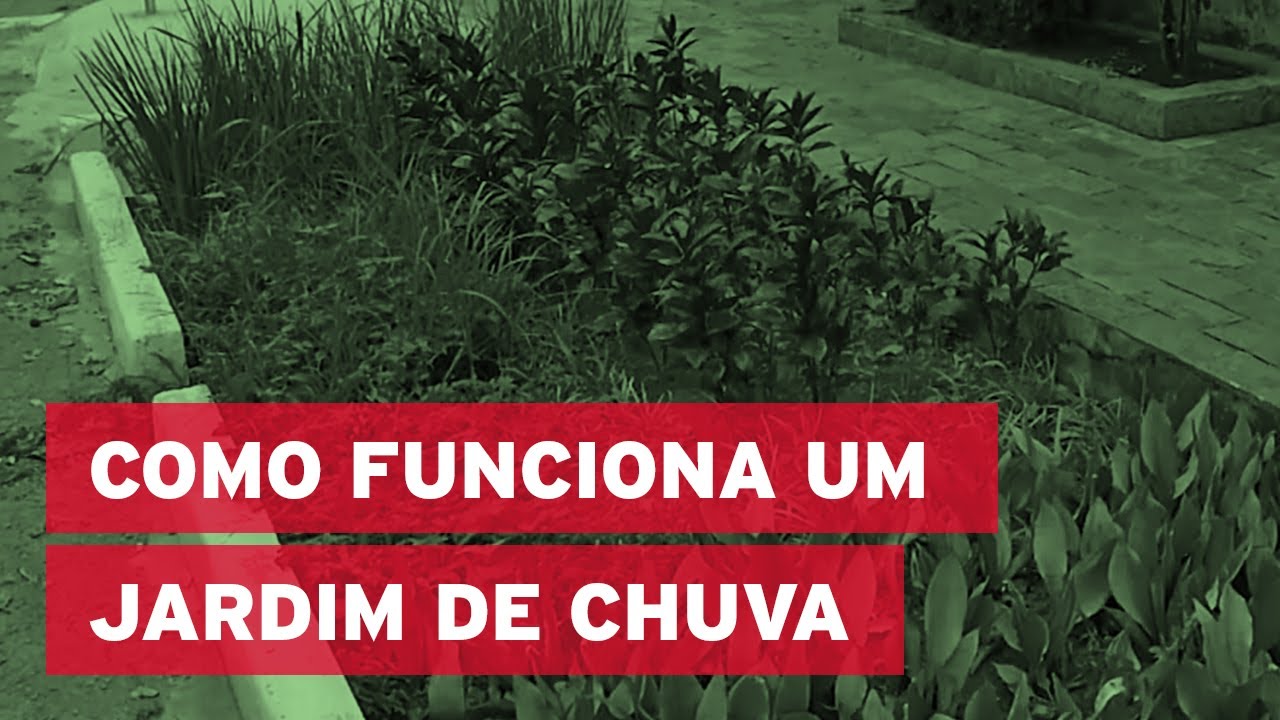Jardins de chuva: o que são e como podem evitar enchentes