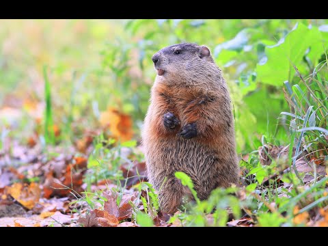 Virtual Critters Live Series: Groundhog!