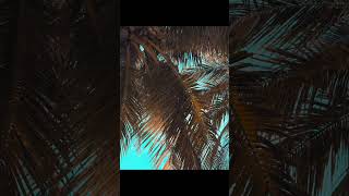 Phu Quoc | Vietnam | Golden Hour #shorts #vietnam #sunset