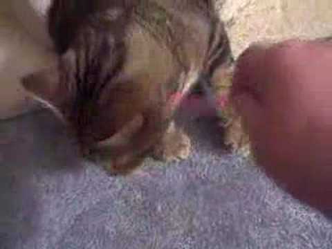 Rocky is a real hoot