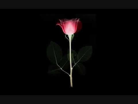 The Endless - Lick It (Valentino Khan) vs Ninja (RayRay & Chrisis Era)