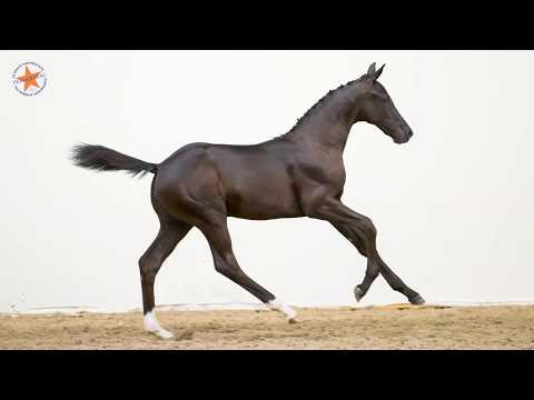 54. One-off Spring SSS (Totilas x Charmeur) - www.prinsjesdag.eu