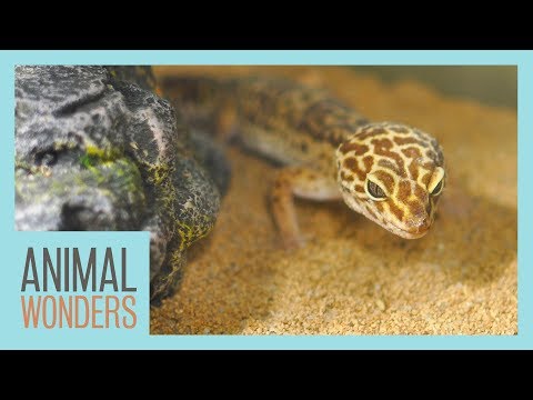 Is Sand Bad for Leopard Geckos?