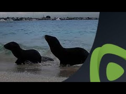 Baby sea lions run startled when the waves crash on them in Galapagos Islands