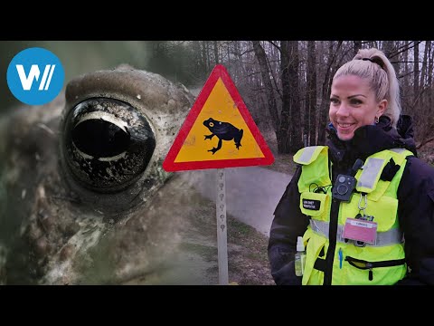 Estland, Krötenretter im Einsatz (ARTE 360° Reportage)