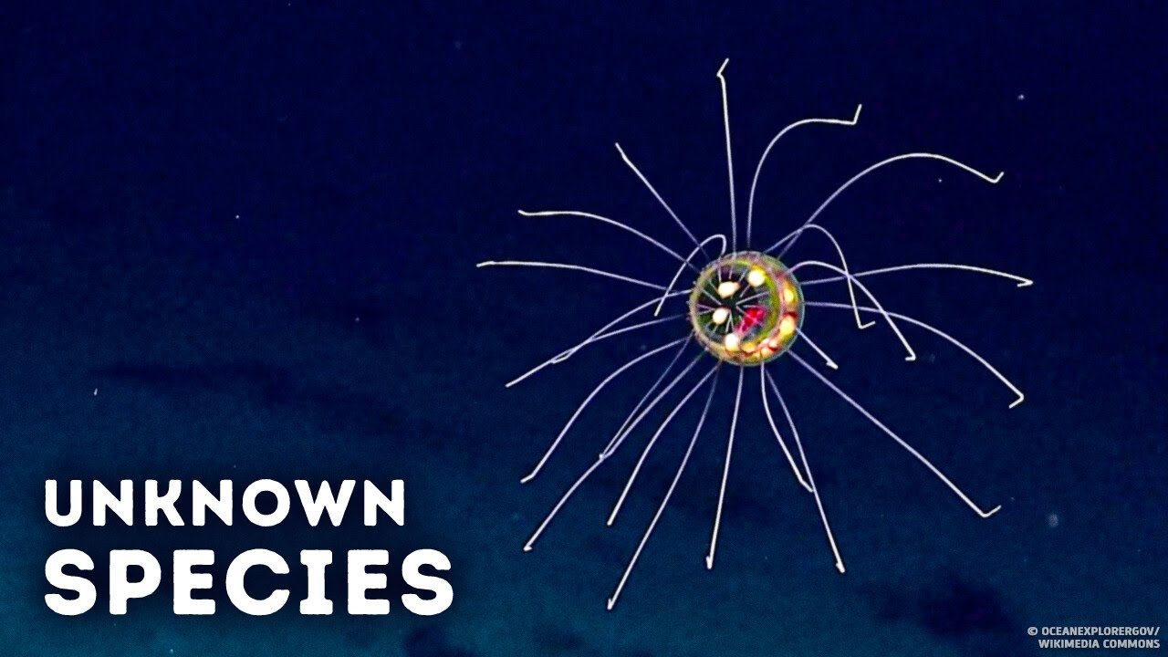 Why Scientists Still Avoid Exploring the Mariana Trench