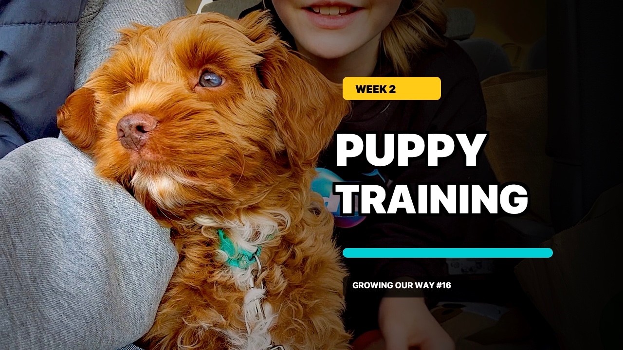 Growing Our Way video 16: Puppy Training #2