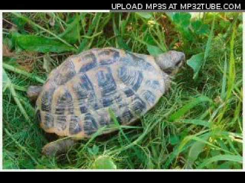 Piccolo Coro Mariele Ventre dell'Antoniano - La Tartaruga Sprint