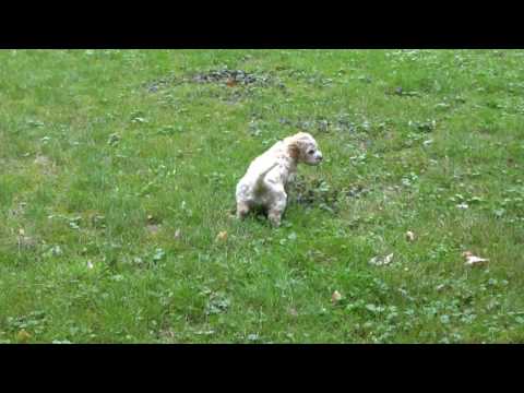 Pups on the move 3 160717