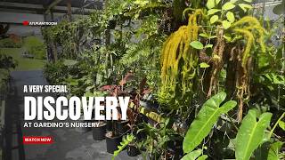 The Garden You Have to See to Believe: Gardino's Full Nursery Tour