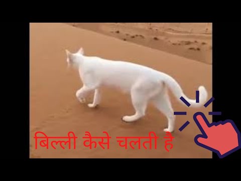 how cat walks,white cat,cat leaves only two foot mark