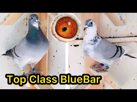, title : 'Top class Blue Bar Racing Pigeons at online Pigeonauctions'
