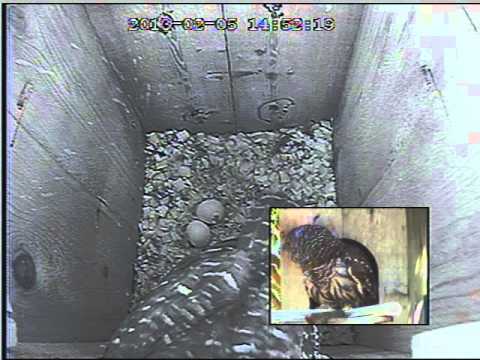 Feb 5th 2013 - Barred Owl egg in process of hatching