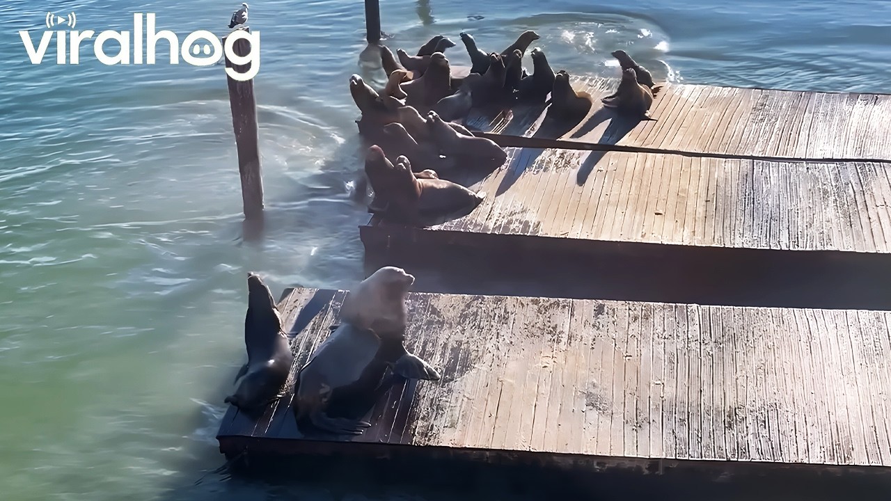 Massive Sea Lion Controls The Pier in San Francisco || ViralHog