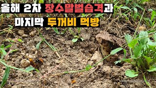 장수말벌에 2차습격 당한 양봉장과 두선생님의 장수말벌 먹방