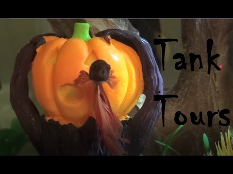 Halloween Betta Tank Tours! | 2016