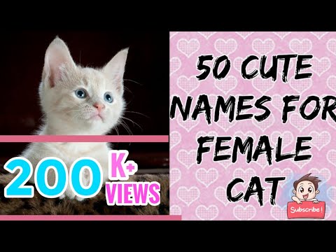 THE BEST 50 CUTE AND EXOTIC NAMES FOR FEMALE CAT🐈❤️THAT YOU WOULD LOVE ❤❤❤|Niru's Petzone