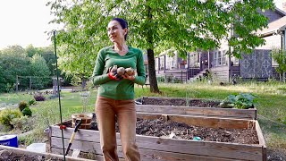 How I Plant Potatoes 🥔 | Self Cleaning Cat Litter Box PETPIVOT Autoscooper12 Lite @PetPivot