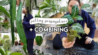 Potting Up Propagations + Combining Plants to Downsize 🌿