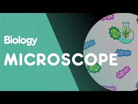 How to use a Microscope | Cells | Biology | FuseSchool