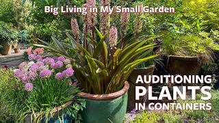 Auditioning Plants in Containers | Big Living in My Small Garden