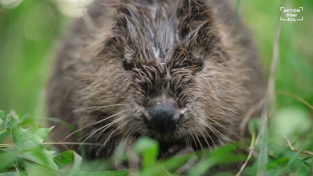 Pro Natura Beavers